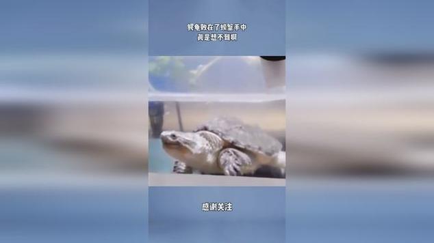 鳄龟vs螃蟹